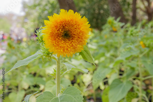 Sunflower in field.