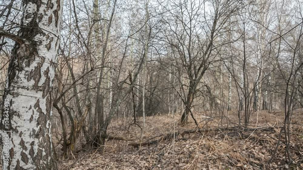 singing of birds and knock of a woodpecker in the spring wood singing of birds and knock of a woodpecker in the spring wood