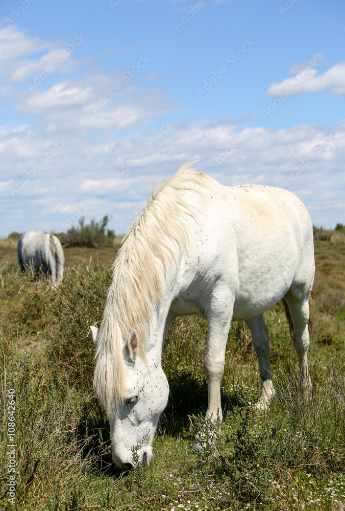 Obraz premium la camargue 