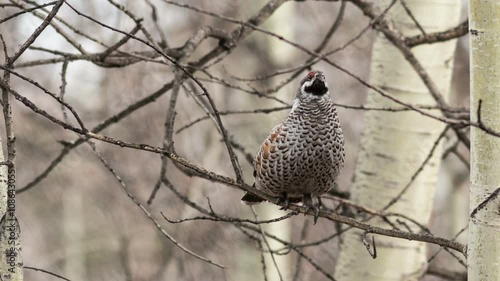 Male Hazel Grouse sitting on a tree among branches