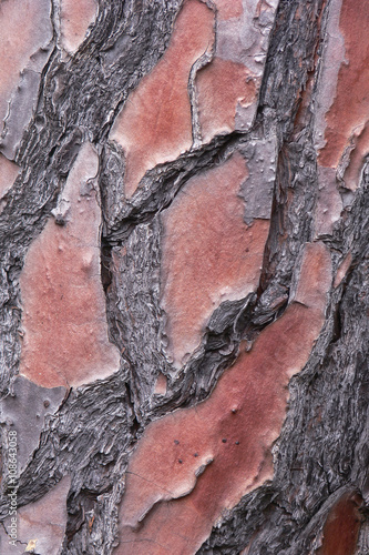 pino marittimo (Pinus pinaster) - corteccia