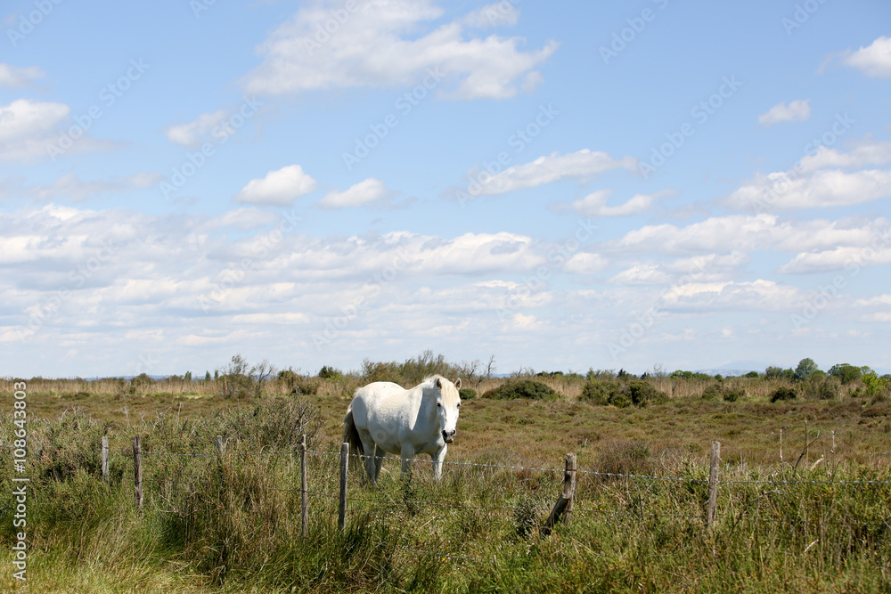 Fototapeta premium la camargue 