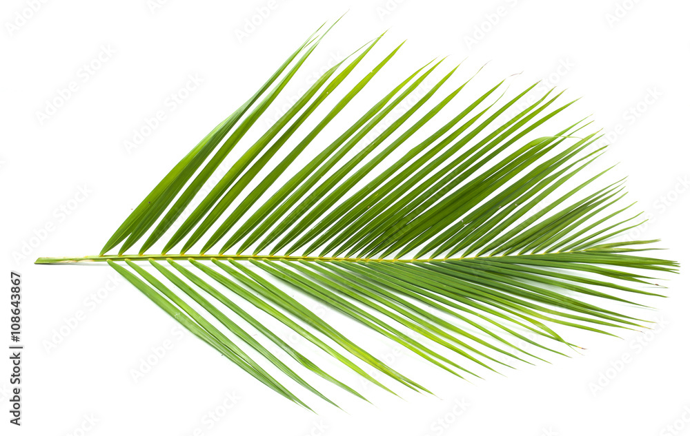 Obraz premium coconut leaf