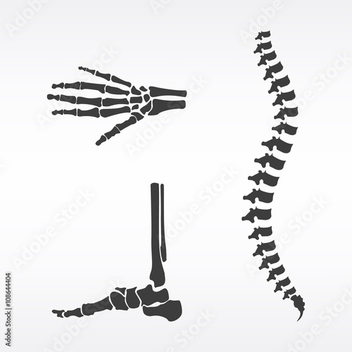 Parts of human skeleton