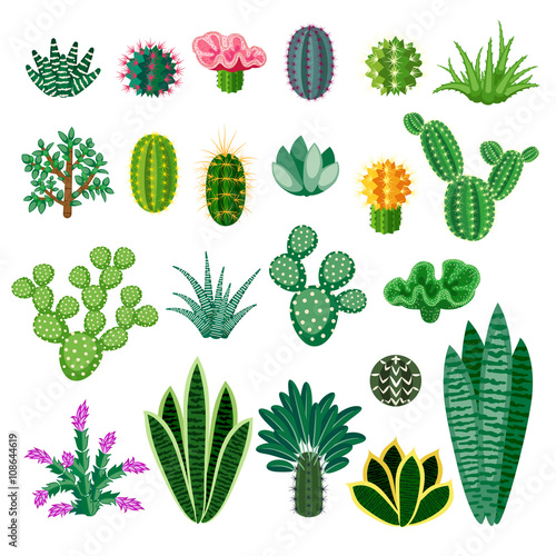Cactus and succulents.