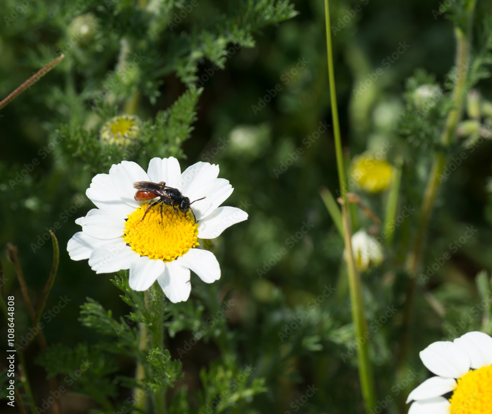 Tachinide, mouche rouge sur marguerite Tachinide, mouche rouge sur marguerite