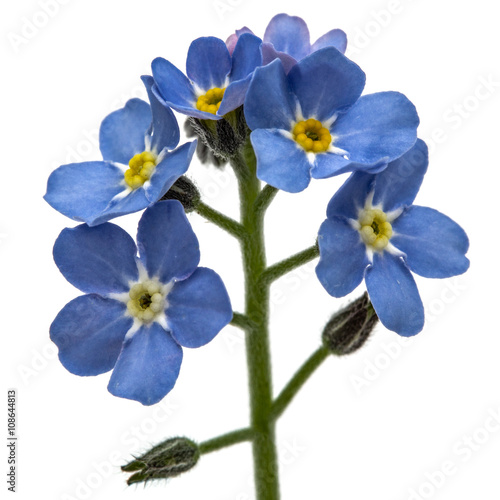 Light blue flowers of Forget-me-not (Myosotis arvensis), isolate © kostiuchenko