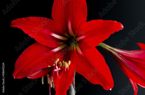 Fiori fotografati su fondo scuro