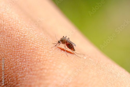Close-up of a mosquito sucking blood in rainforests. © noppharat