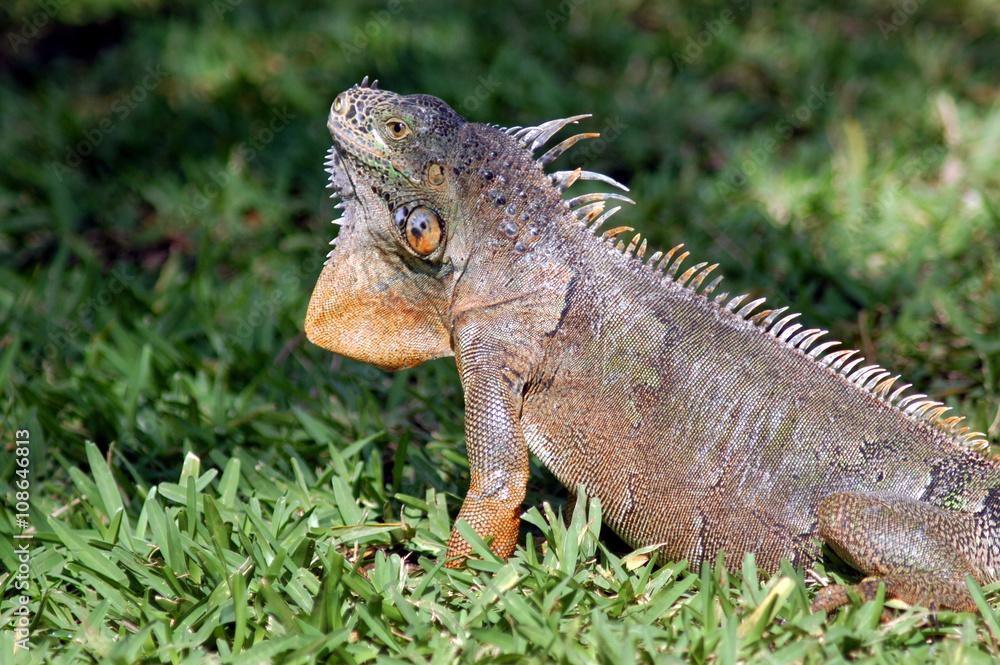 Fototapeta premium Grauer Leguan auf Cozumel, Mexiko