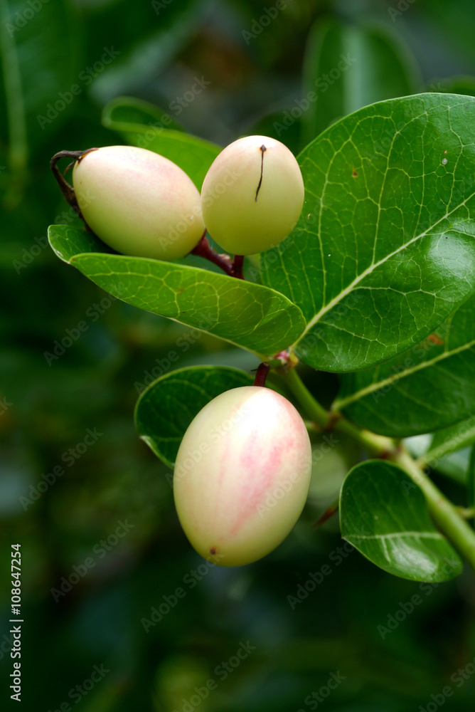Fresh Super fruit (Carissa carandas Linn.) on tree. Fresh Super fruit (Carissa carandas Linn.) on tree.