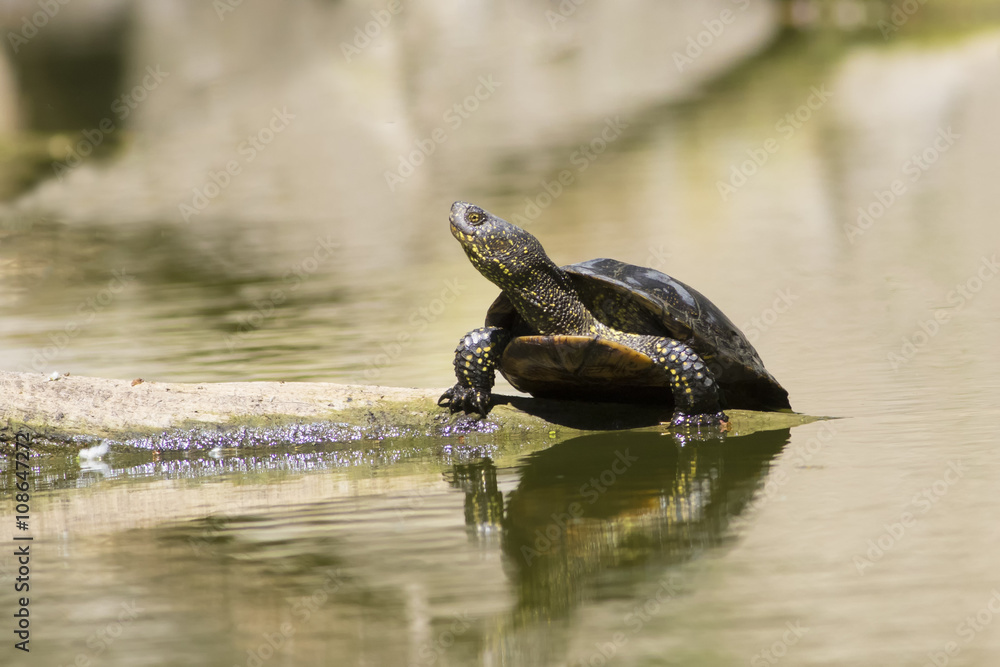 Obraz premium European pond turtle, Emys orbicularis