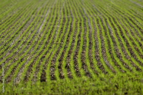 Champ en région Rhône-Alpes (France)