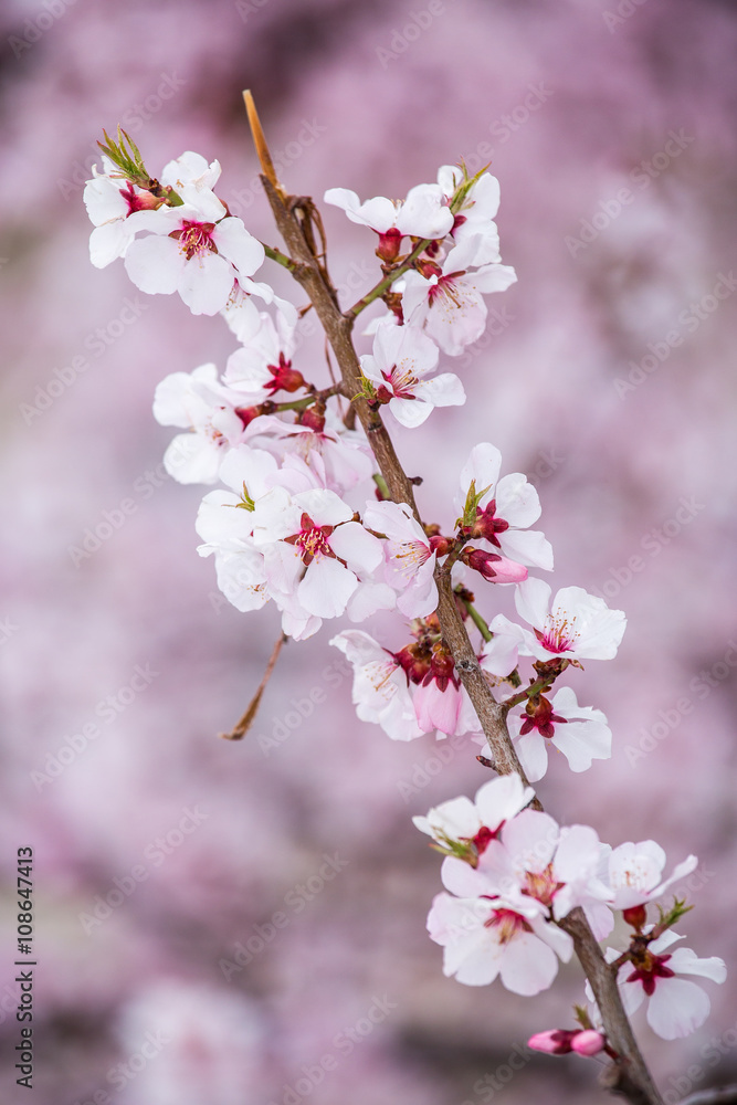 Obraz premium Cherry Blossom in Sakura season ,april ,Background.