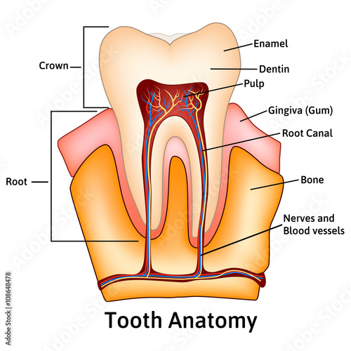 Human tooth structure medical science educational raster illustration