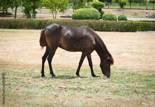 horse eat green grass on field © showcake
