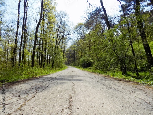 Asphalt road in deciduous forest