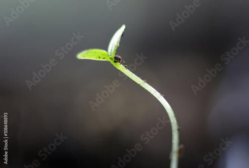 summer seedling seed sunflower © alexkich