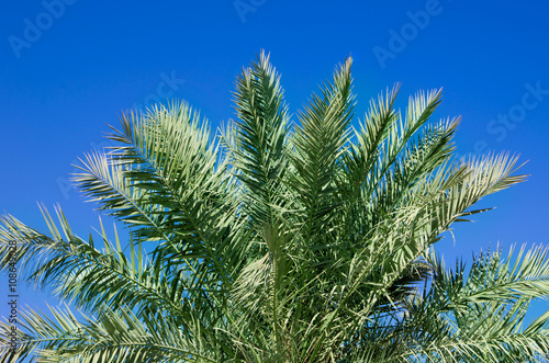 Green palm tree on blue sky background