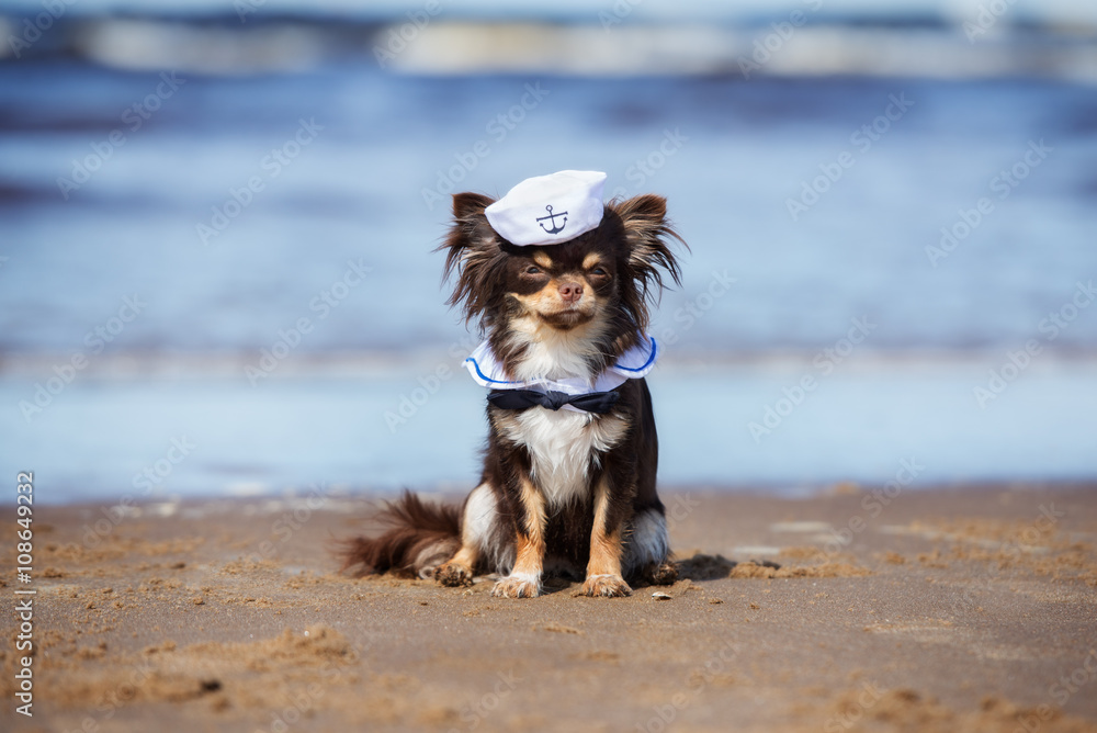 adorable chihuahua dog in a sailor hat sitting on the beach adorable chihuahua dog in a sailor hat sitting on the beach