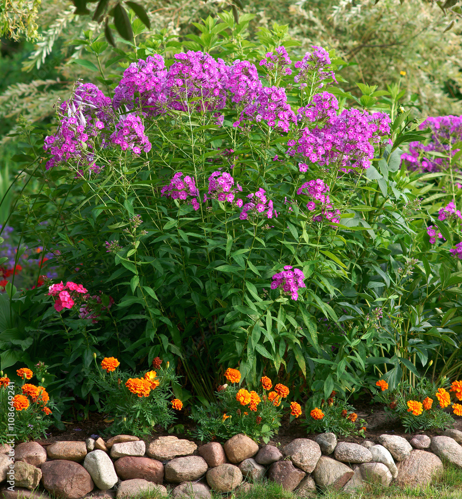 Flowerbed with phlox and tagetes