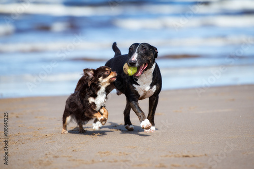 Photography two happy dogs playing on a beach