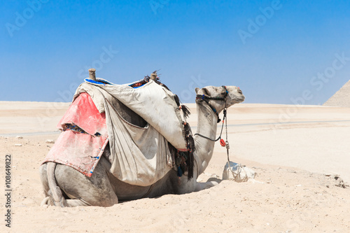 A colorfully saddled camel waits