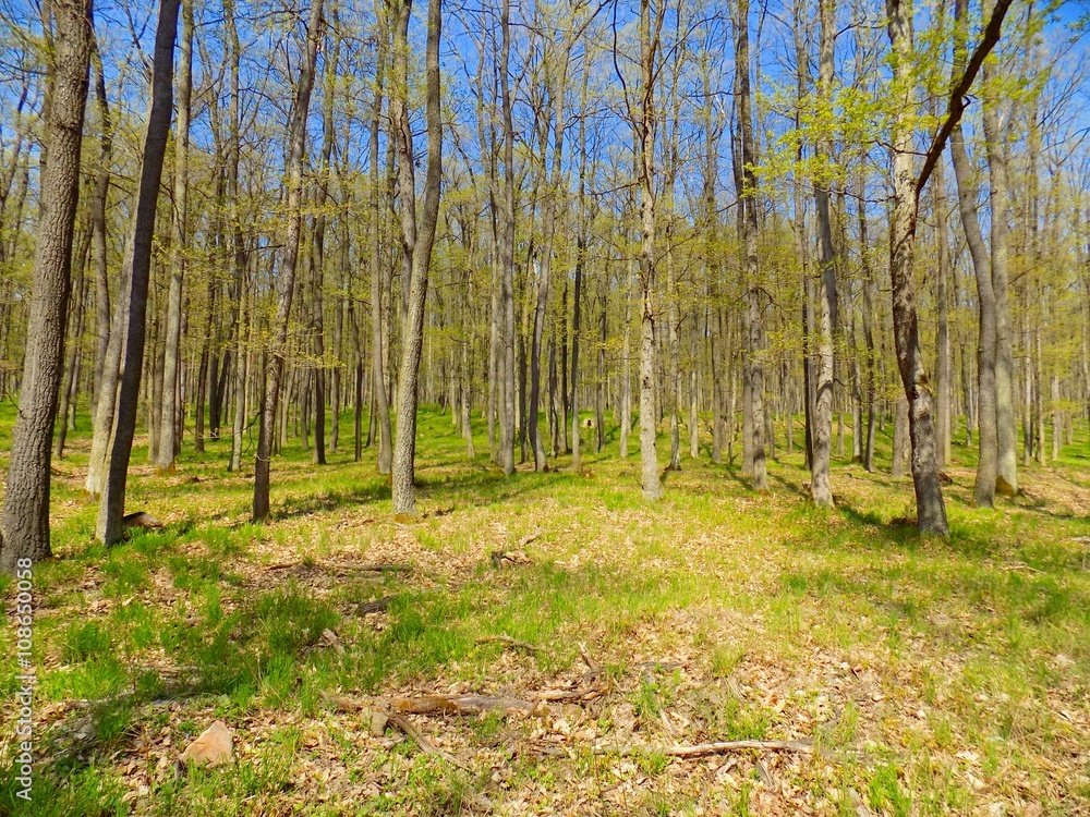 Fototapeta premium Deciduous forest