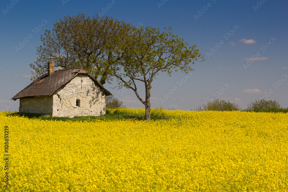 rape flower, with little old house