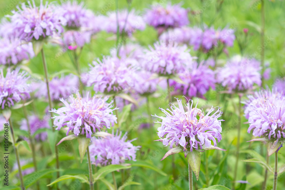 Monarda flowers. Monarda didyma Monarda flowers. Monarda didyma