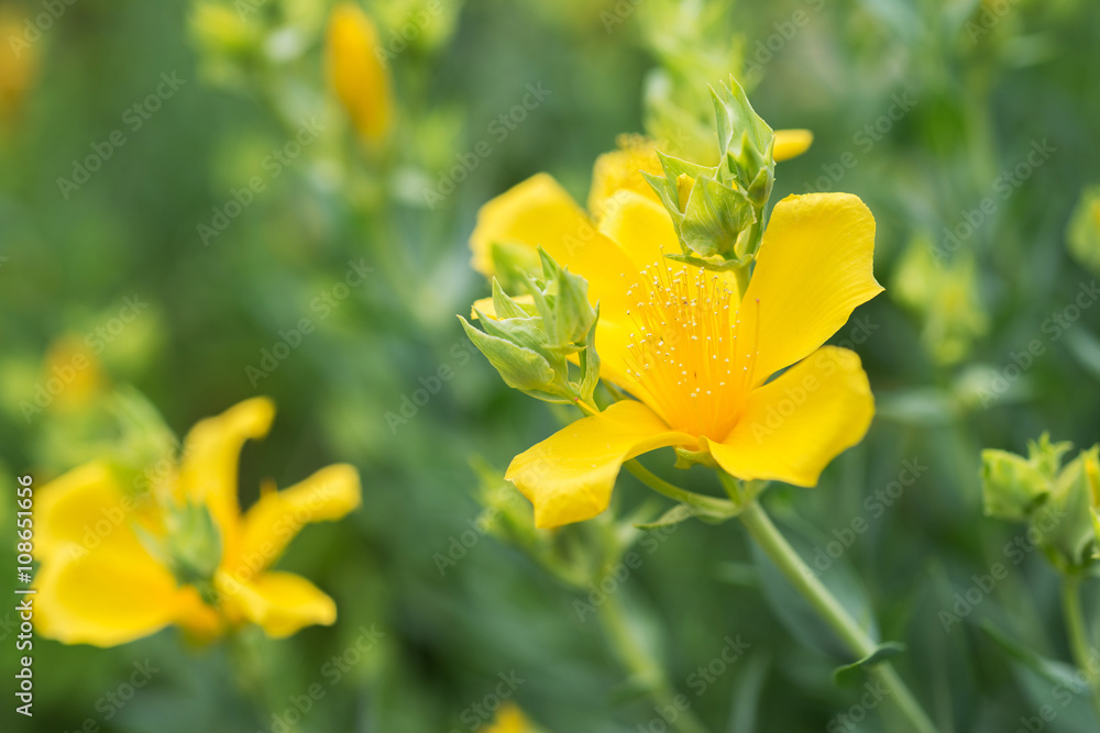 Fototapeta premium Flowers Hypericum perforatum