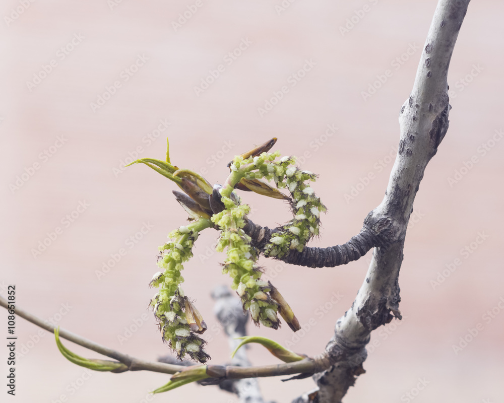 White poplar catkins on branch in spring with bokeh background, selective focus, shallow DOF
