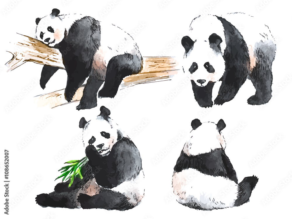 Naklejka premium Akwarela czarno-białe cztery pandy