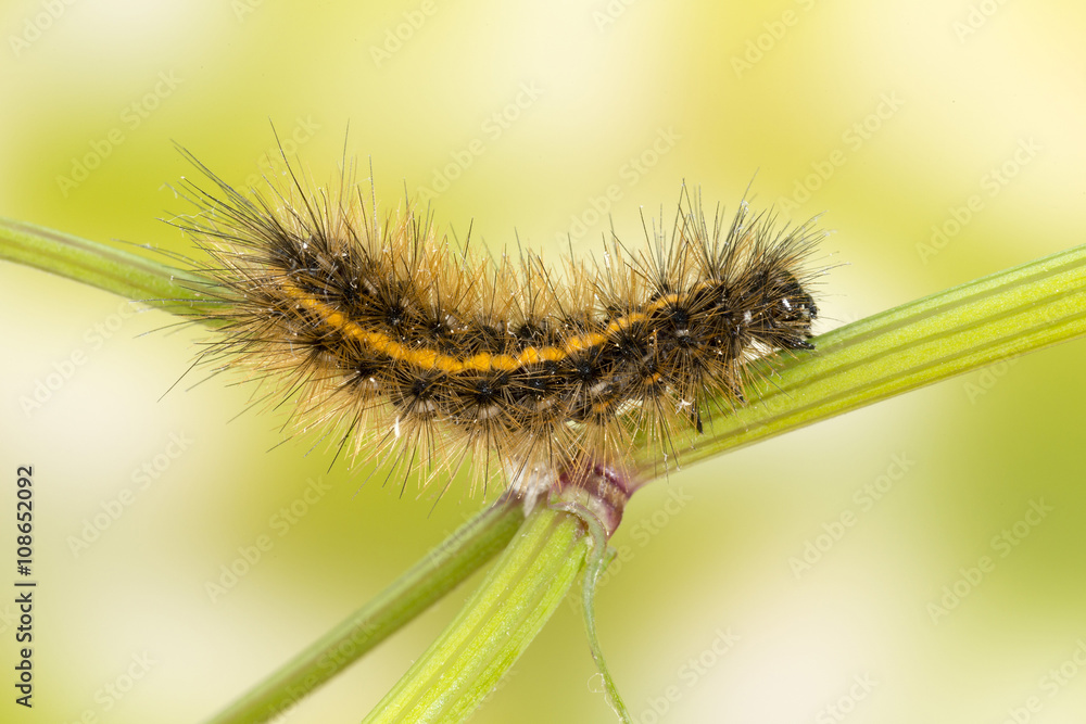 Hairy Caterpillar (Tiger Ruby Moth)