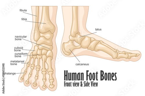 Human foot bones front and side view anatomy