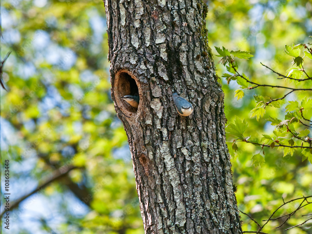 Fototapeta premium Pair of nuthatches on a tree with a cavity