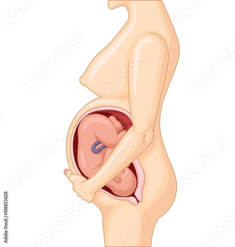 Normal Pregnant female ready to give birth