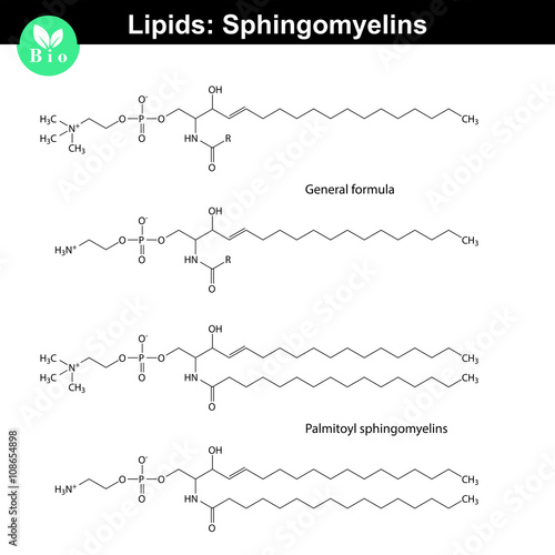 Sphingomyelin lipid molecule