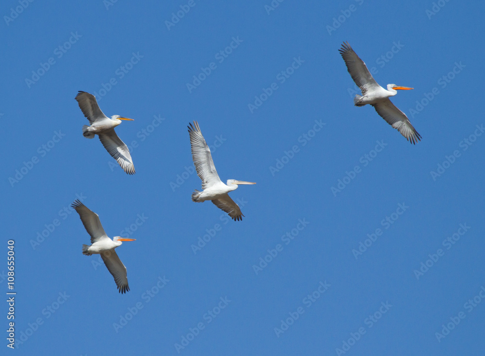 Dalmatian Pelicans (Pelecanus crispus) in flight above Manych lake, Kalmykia, Russia Dalmatian Pelicans (Pelecanus crispus) in flight above Manych lake, Kalmykia, Russia