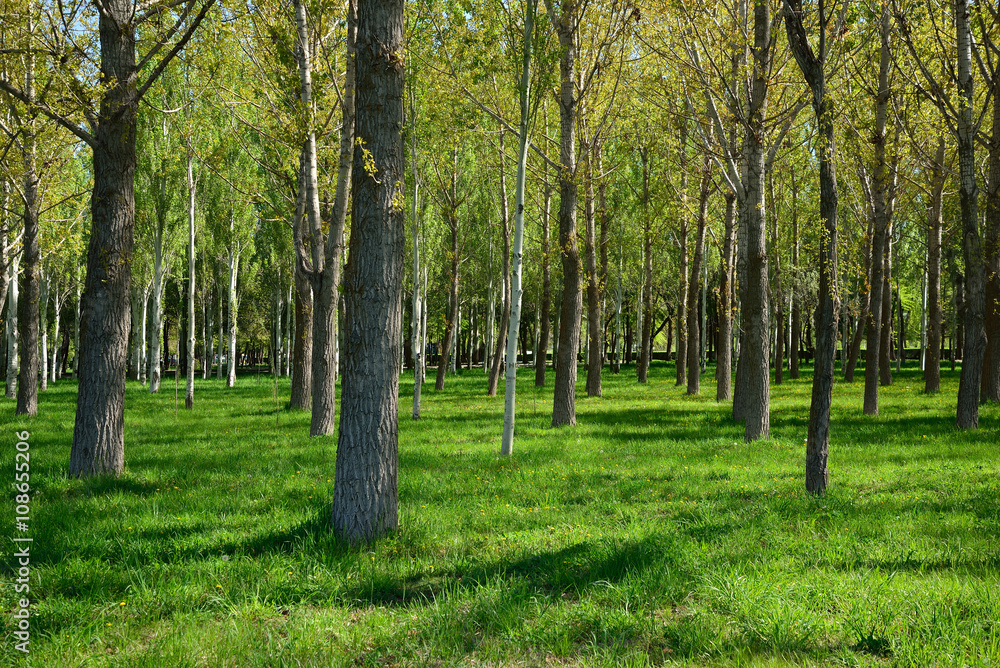 Fototapeta premium City Park in Bishkek, Kyrgyzstan