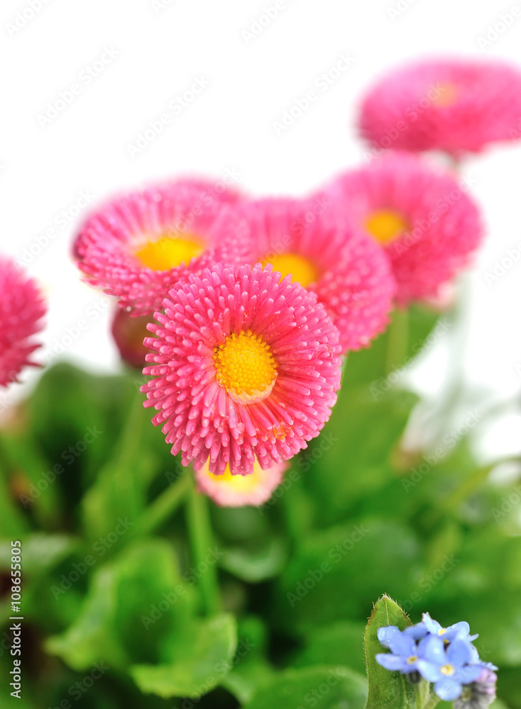 Beautiful marguerite flowers Beautiful marguerite flowers