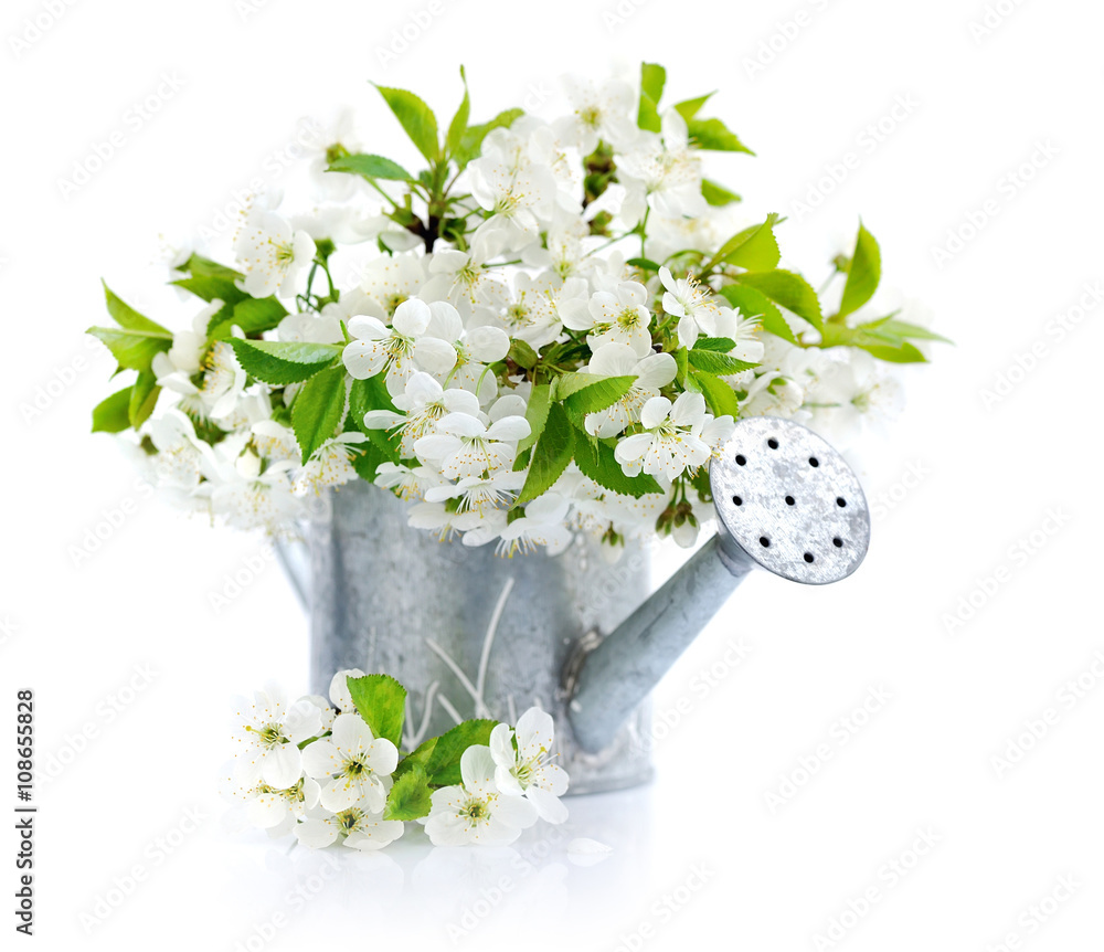 Watering can with cherry flowers on a white background