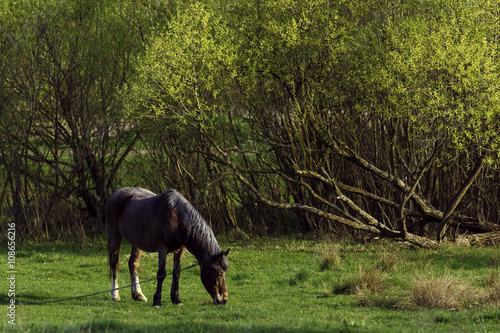 Horse on a grass background in the Ukrainian village © daranna
