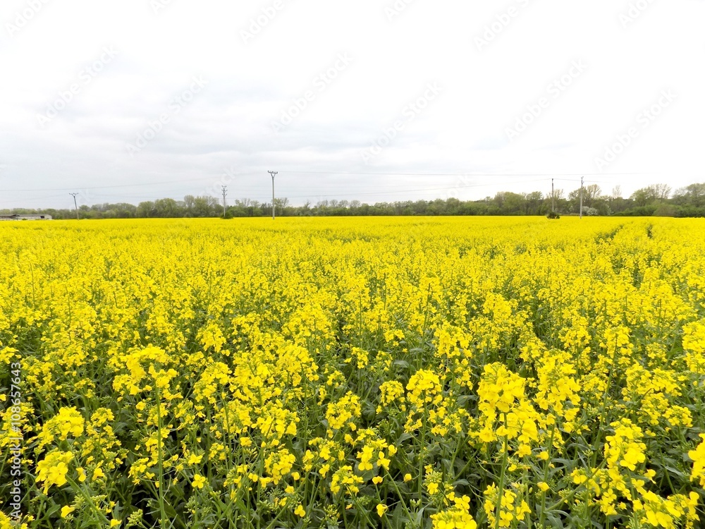 Rape field Rape field