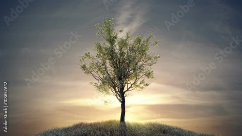 Growing tree against sun at dawn (with alpha matte, full hd) 