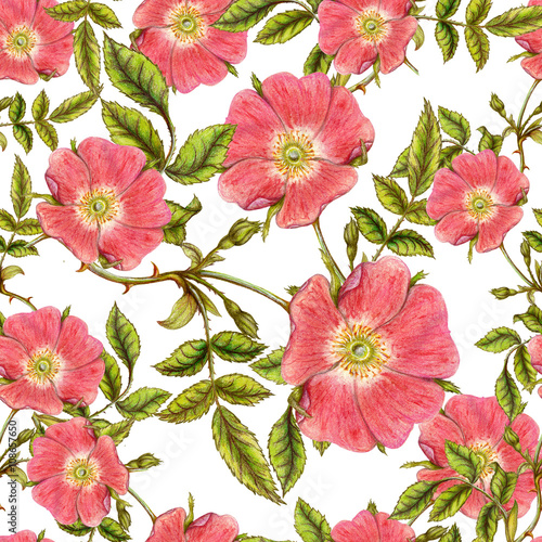 Seamless pattern with briar roses
