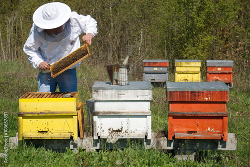 Beekeeper carries out a review apiary