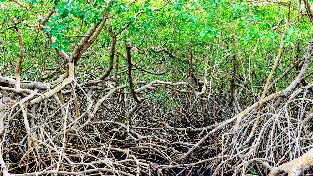 Fototapeta premium Green mangroves swamp jungle dense vegetation forest in Tobago Caribbean