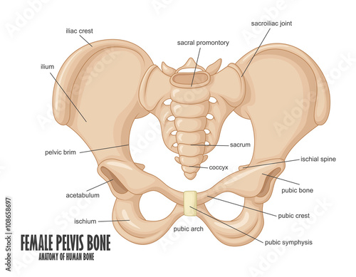 Female Pelvis Bone anatomy