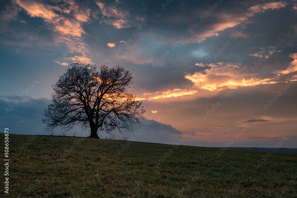 The lonely tree, near Marinka village, Bulgaria